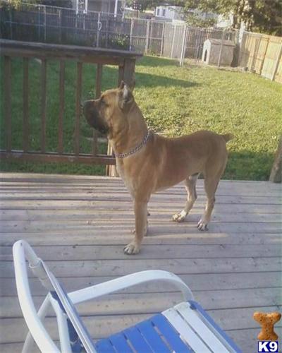 Stud Dogs - Italian Cane Corso